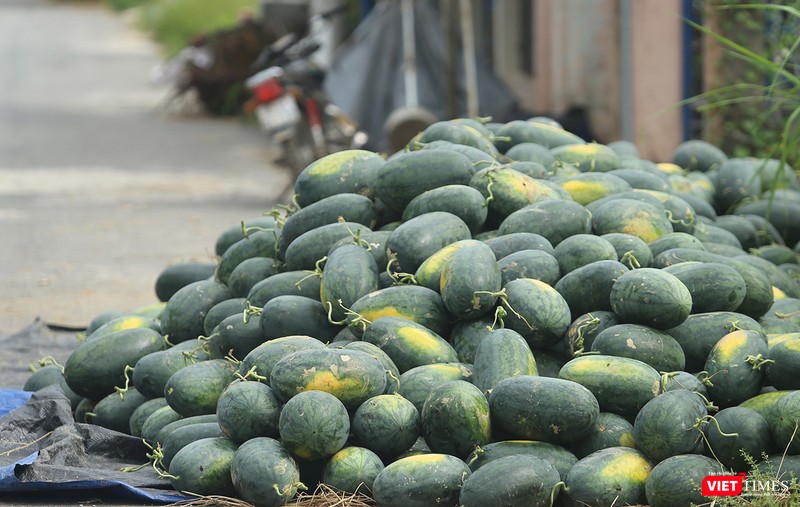 Quảng Nam: “Hắc Mỹ Nhân” chín đầy đồng, người trồng dưa đứng ngồi không yên ảnh 7