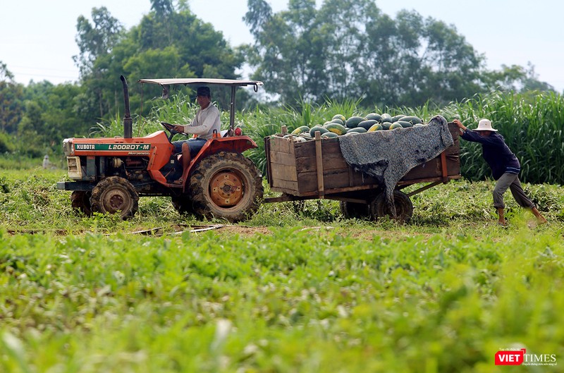 Quảng Nam: “Hắc Mỹ Nhân” chín đầy đồng, người trồng dưa đứng ngồi không yên ảnh 6