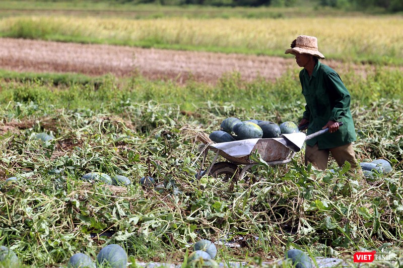 Quảng Nam: “Hắc Mỹ Nhân” chín đầy đồng, người trồng dưa đứng ngồi không yên ảnh 2