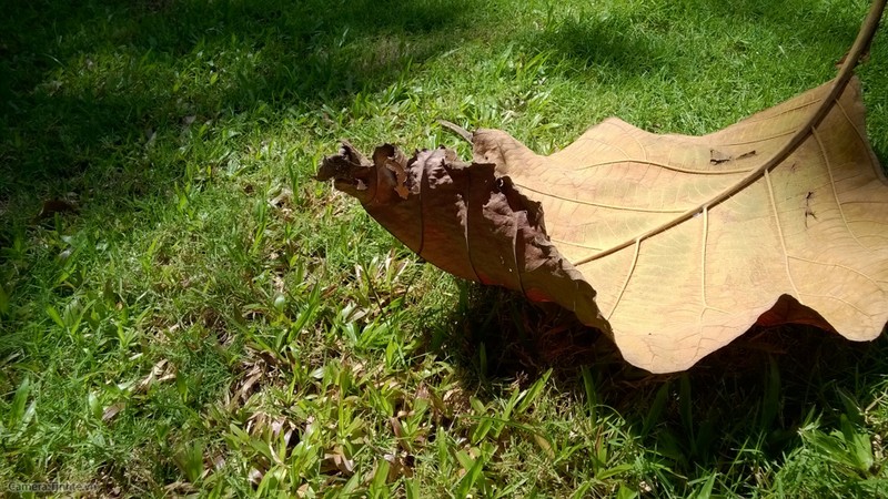  Để chụp ảnh đẹp hơn với điện thoại - Phần 2 ảnh 1