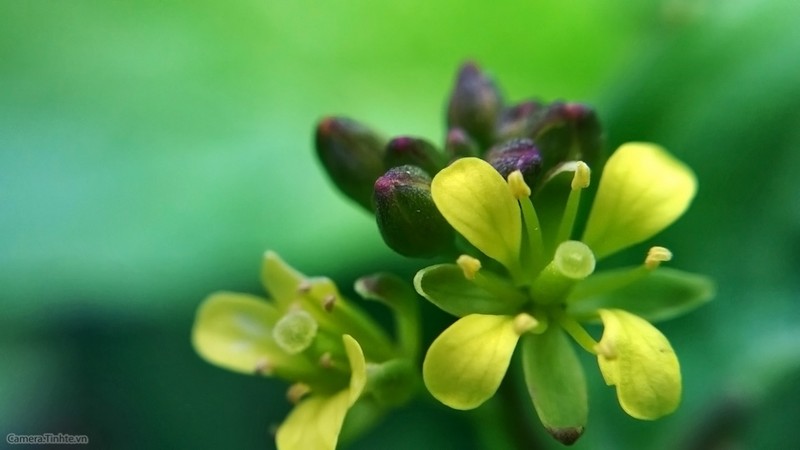  Để chụp ảnh đẹp hơn với điện thoại - Phần 2 ảnh 4