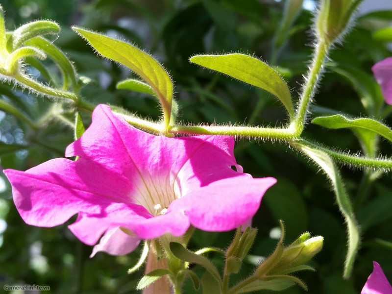  Để chụp ảnh đẹp hơn với điện thoại - Phần 2 ảnh 5