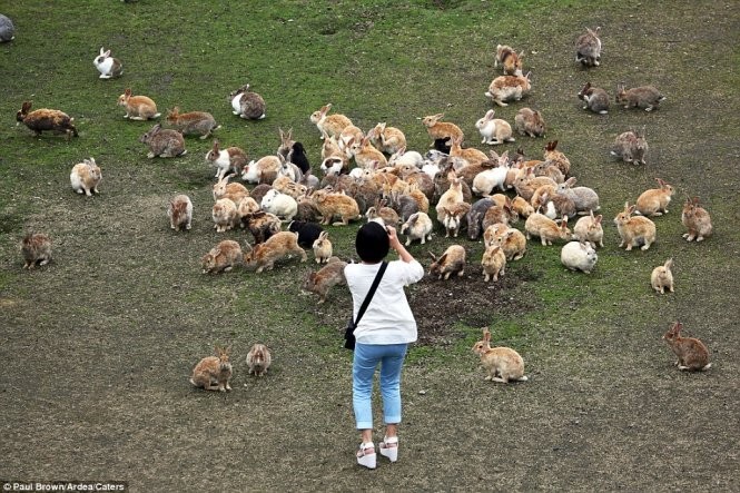 Du khách chụp đàn thỏ trên đảo thỏ - Ảnh: Paul Brown/Daily Mail
