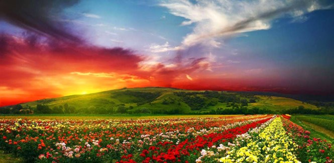 Hãy cùng đắm mình trong xứ sở thần tiên cùng các loài hoa của Vườn quốc gia Ấn Độ - Ảnh: Purewow