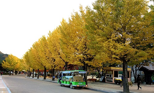 Hàn Quốc là một trong những điểm đến được nhiều khách Việt lựa chọn vào mùa thu. Ảnh:Vy An. Hàn Quốc là một trong những điểm đến được nhiều khách Việt lựa chọn vào mùa thu. Ảnh:Vy An.