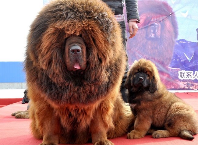 22 hình ảnh về động vật dễ gây nhầm tưởng nhất hệ mặt trời ảnh 1