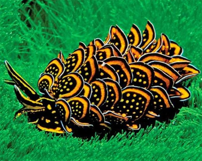 22 hình ảnh về động vật dễ gây nhầm tưởng nhất hệ mặt trời ảnh 3