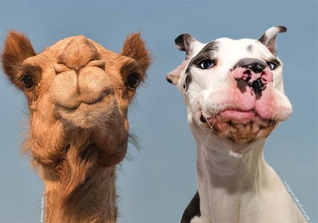 22 hình ảnh về động vật dễ gây nhầm tưởng nhất hệ mặt trời ảnh 6