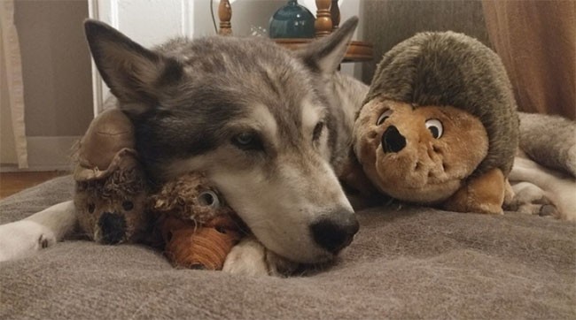 22 hình ảnh về động vật dễ gây nhầm tưởng nhất hệ mặt trời ảnh 9