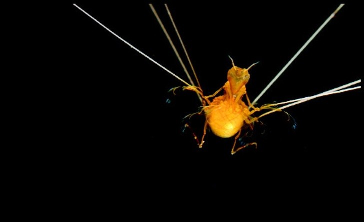 Ngỡ ngàng trước 23 sinh vật “ngoài hành tinh” dưới lòng đại dương  ảnh 22