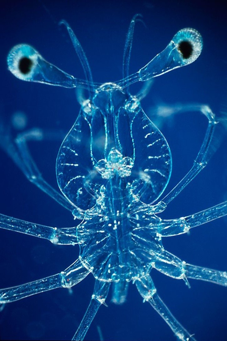 Ngỡ ngàng trước 23 sinh vật “ngoài hành tinh” dưới lòng đại dương  ảnh 18