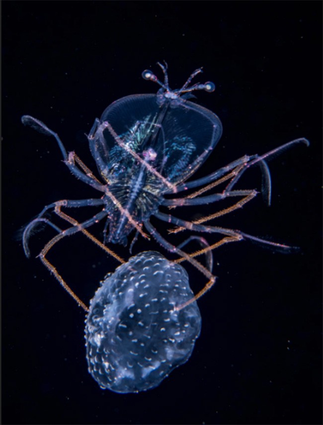 Thiên nhiên hùng vĩ bi tráng qua 15 bức ảnh đoạt giải ảnh động vật hoang dã  2017 ảnh 13