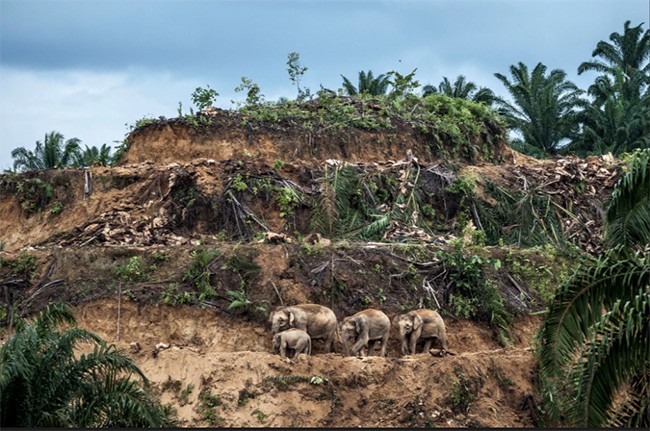 Thiên nhiên hùng vĩ bi tráng qua 15 bức ảnh đoạt giải ảnh động vật hoang dã  2017 ảnh 15