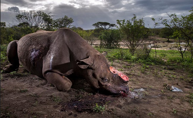 Thiên nhiên hùng vĩ bi tráng qua 15 bức ảnh đoạt giải ảnh động vật hoang dã  2017 ảnh 1