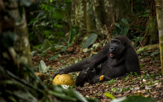 Thiên nhiên hùng vĩ bi tráng qua 15 bức ảnh đoạt giải ảnh động vật hoang dã  2017 ảnh 2