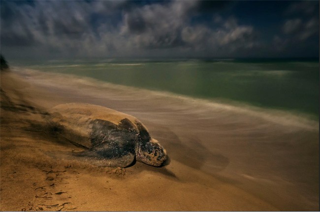 Thiên nhiên hùng vĩ bi tráng qua 15 bức ảnh đoạt giải ảnh động vật hoang dã  2017 ảnh 8