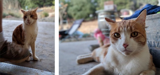 10 mẹo để có những bức hình chân dung tuyệt đẹp trên Pixel 2 XL ảnh 3