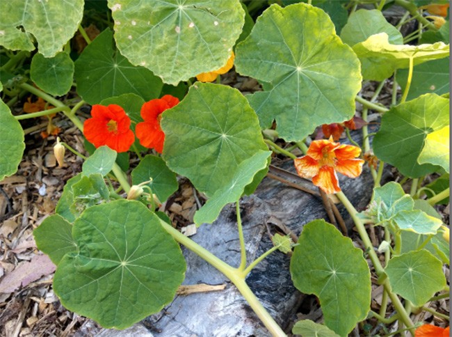 Đặt lên bàn cân camera của 10 smartphone hàng đầu hiện nay ảnh 11