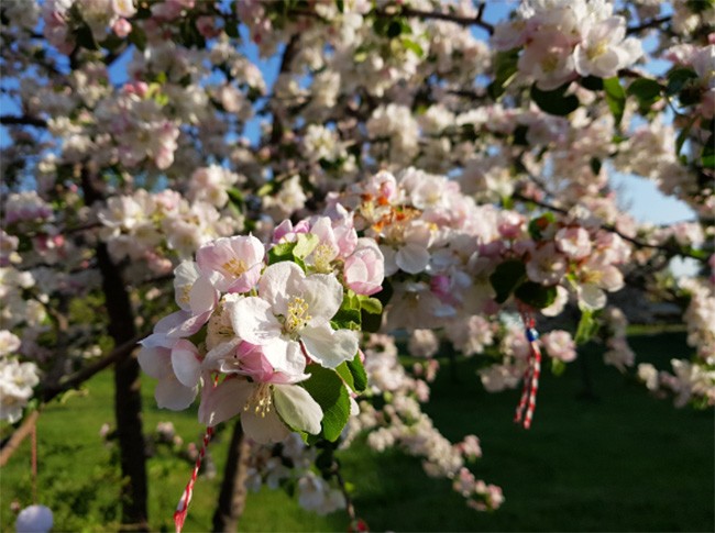 Đặt lên bàn cân camera của 10 smartphone hàng đầu hiện nay ảnh 2