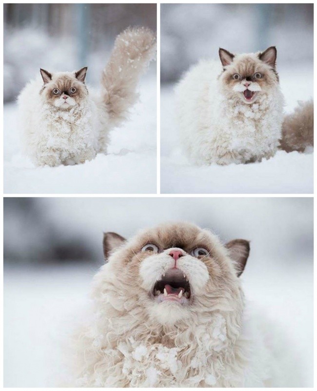 Giai đoạn chấp nhận mùa đông