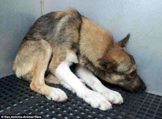 12 điều chú chó muốn nhắn gửi tới bạn qua hành động ảnh 4