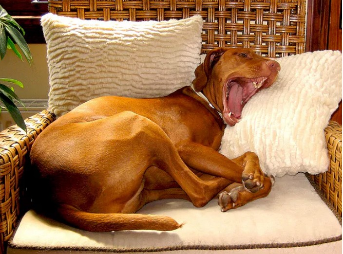 12 điều chú chó muốn nhắn gửi tới bạn qua hành động ảnh 8