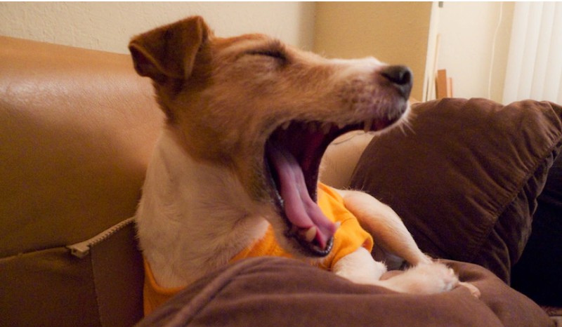 12 điều chú chó muốn nhắn gửi tới bạn qua hành động ảnh 7