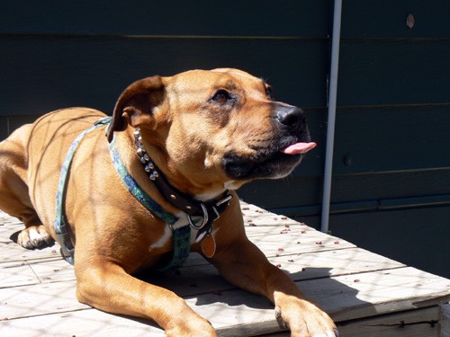 12 điều chú chó muốn nhắn gửi tới bạn qua hành động ảnh 10