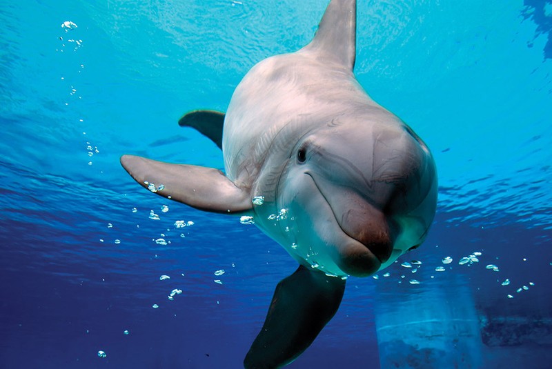 Bạn có biết 10 loài động vật nào thông minh nhất trên hành tinh? 