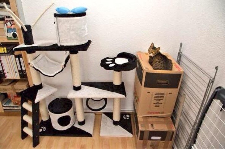 15 hình ảnh chứng minh loài mèo sở hữu tư duy logic kỳ lạ  ảnh 7