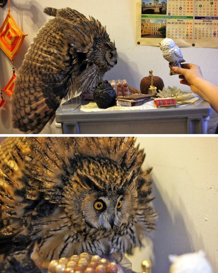 15 hình ảnh chứng minh cuộc sống sẽ không bao giờ buồn chán nếu có thú cưng ảnh 7