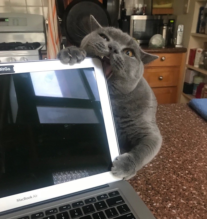 15 hình ảnh chứng minh cuộc sống sẽ không bao giờ buồn chán nếu có thú cưng ảnh 13