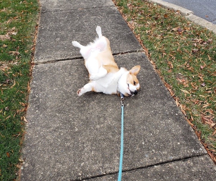 15 hình ảnh chứng minh cuộc sống sẽ không bao giờ buồn chán nếu có thú cưng ảnh 2