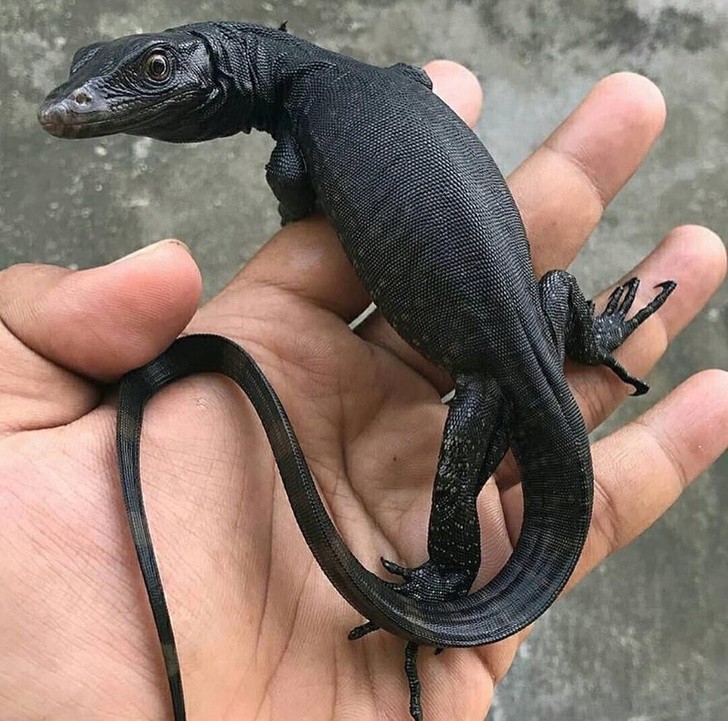 15 sáng tạo tuyệt vời đến từ mẹ thiên nhiên ảnh 15 15 sáng tạo tuyệt vời đến từ mẹ thiên nhiên ảnh 15