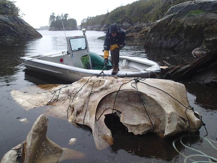 15 sáng tạo tuyệt vời đến từ mẹ thiên nhiên ảnh 3 15 sáng tạo tuyệt vời đến từ mẹ thiên nhiên ảnh 3