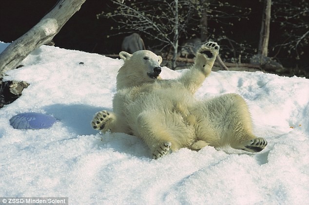 Chá» á»: Do khÃ­ háº­u nÃ³ng á» California, nhá»¯ng ngÆ°á»i chÄm sÃ³c vÆ°á»n thÃº á» San Diego pháº£i lÃ&nbsp;m tuyáº¿t nhÃ¢n táº¡o cho gáº¥u Báº¯c cá»±c Äá» thÆ°á»ng thá»©c