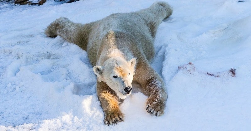 Káº¿t quáº£ hÃ¬nh áº£nh cho ANIMALS Polar Bears at the San Diego Zoo See Snow for the First Time, and Their Reaction Is Priceless