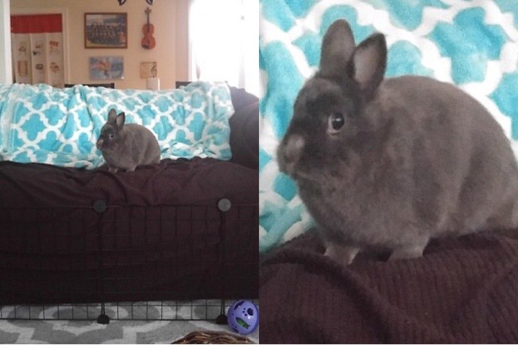 15 hình ảnh chứng minh các con vật nghịch ngợm không mong bạn về sớm ảnh 13 15 hình ảnh chứng minh các con vật nghịch ngợm không mong bạn về sớm ảnh 13