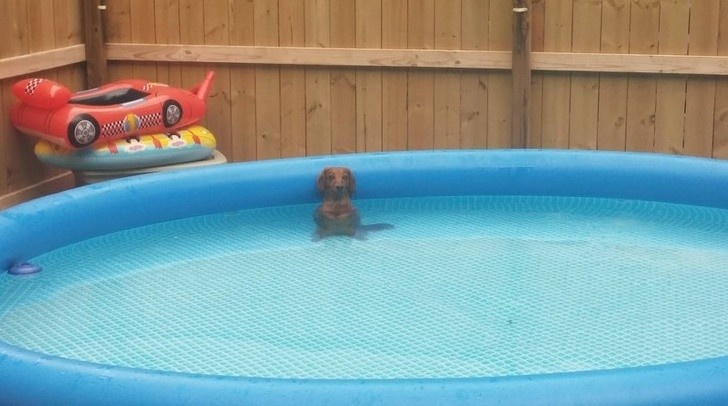 15 hình ảnh chứng minh các con vật nghịch ngợm không mong bạn về sớm ảnh 3 15 hình ảnh chứng minh các con vật nghịch ngợm không mong bạn về sớm ảnh 3