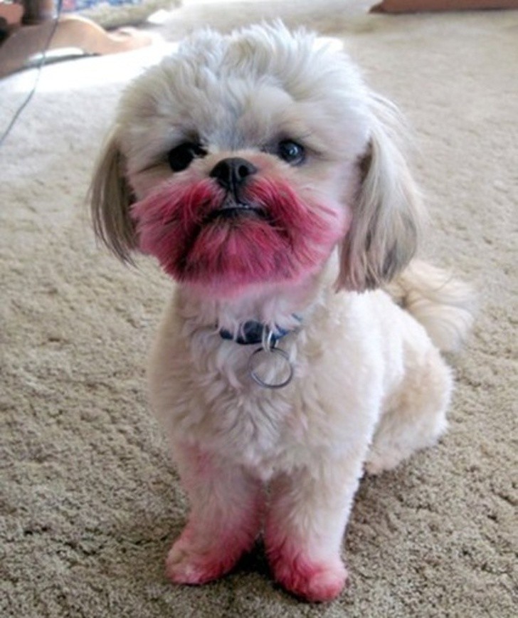 15 hình ảnh chứng minh các con vật nghịch ngợm không mong bạn về sớm ảnh 15 15 hình ảnh chứng minh các con vật nghịch ngợm không mong bạn về sớm ảnh 15