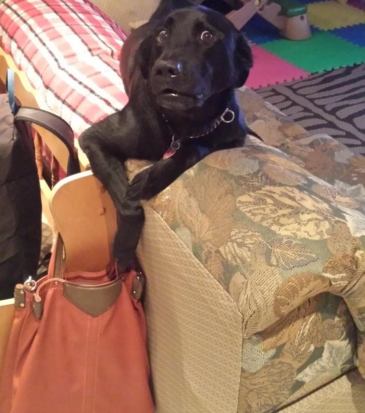 15 hình ảnh chứng minh các con vật nghịch ngợm không mong bạn về sớm ảnh 5 15 hình ảnh chứng minh các con vật nghịch ngợm không mong bạn về sớm ảnh 5