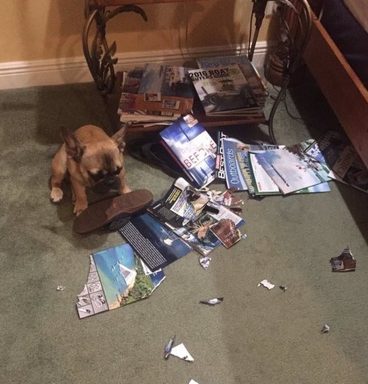 15 hình ảnh chứng minh các con vật nghịch ngợm không mong bạn về sớm ảnh 7 15 hình ảnh chứng minh các con vật nghịch ngợm không mong bạn về sớm ảnh 7