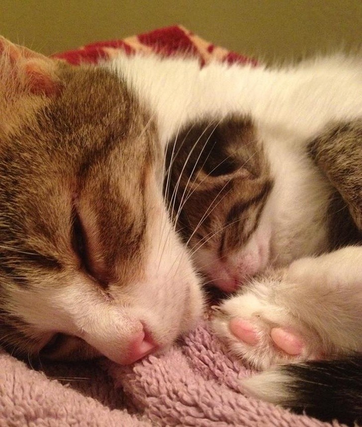 14 hình ảnh gia đình động vật khiến ai cũng phải ngưỡng mộ ảnh 6