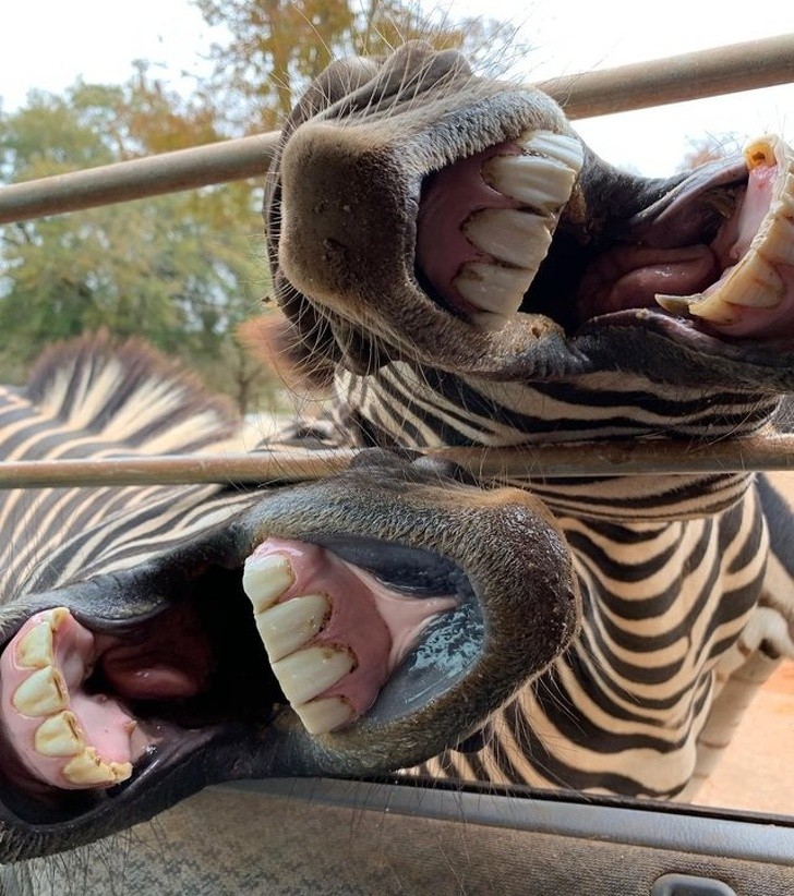 15 bức ảnh hài hước khiến cuộc sống của bạn tươi sáng hơn ảnh 5