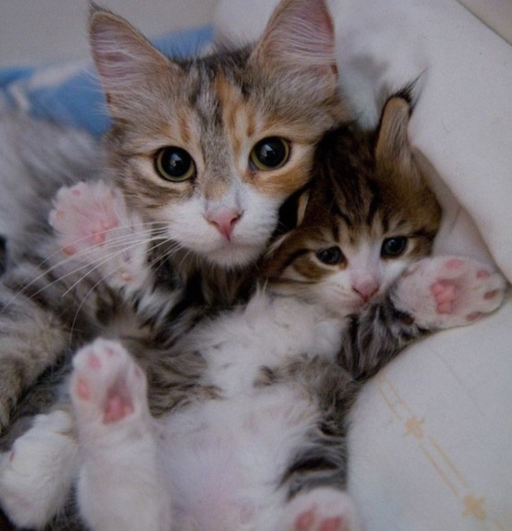 14 hình ảnh gia đình động vật khiến ai cũng phải ngưỡng mộ ảnh 9