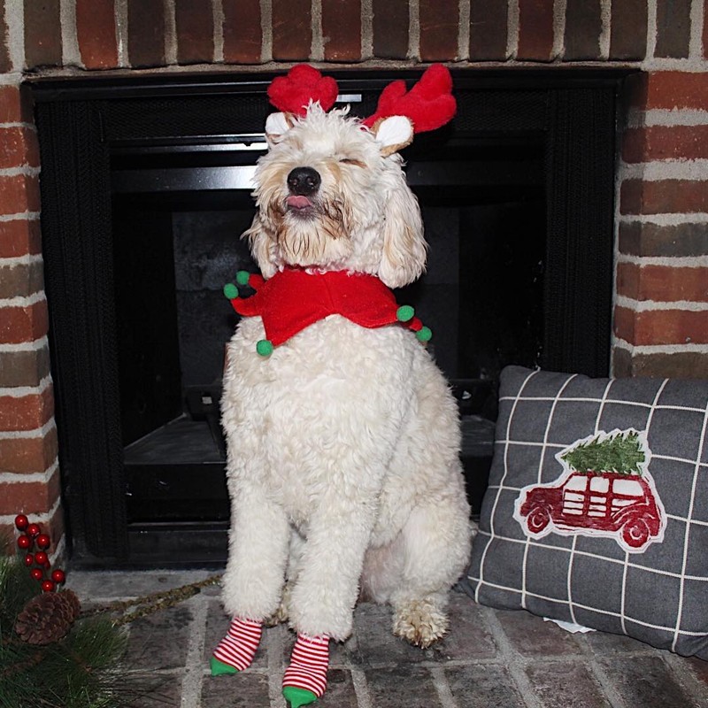 15 hình ảnh chứng minh không phải thú cưng nào cũng hào hứng với Giáng sinh ảnh 7 15 hình ảnh chứng minh không phải thú cưng nào cũng hào hứng với Giáng sinh ảnh 7