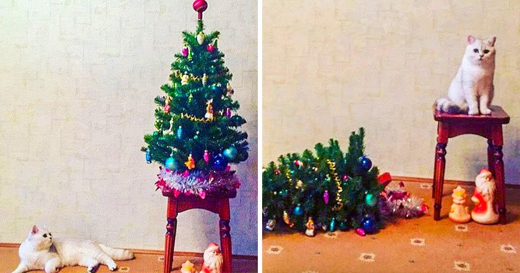15 hình ảnh chứng minh không phải thú cưng nào cũng hào hứng với Giáng sinh ảnh 3 15 hình ảnh chứng minh không phải thú cưng nào cũng hào hứng với Giáng sinh ảnh 3