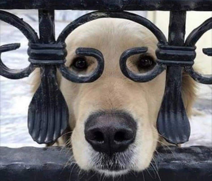 15 ảnh chụp động vật có khoảnh khắc hoàn hảo khiến bạn bối rối ảnh 1