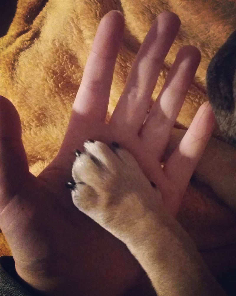 15 hình ảnh chứng minh cuộc sống sẽ ý nghĩa hơn nếu có thú cưng ảnh 10 15 hình ảnh chứng minh cuộc sống sẽ ý nghĩa hơn nếu có thú cưng ảnh 10