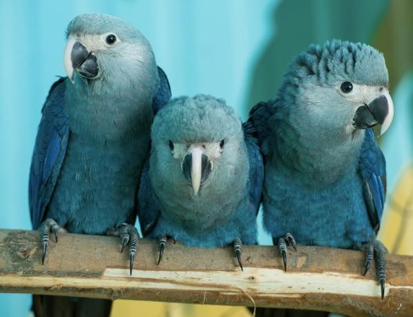 Vẹt xanh đuôi dài của loạt phim hoạt hình 'Rio' đã tuyệt chủng ảnh 3 11